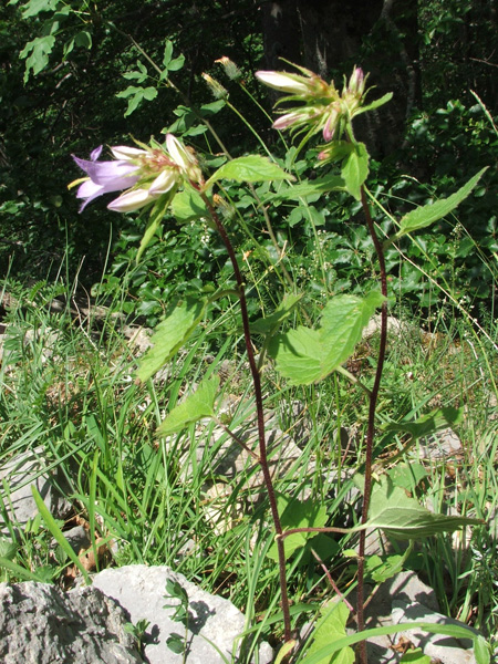 Campanula trachelium